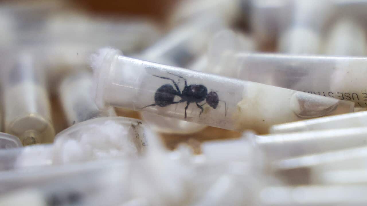 Kenya Ant Trafficking