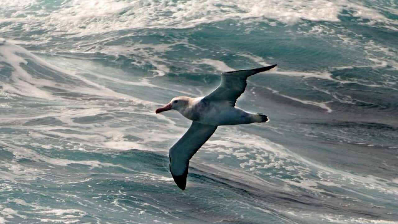 A Wandering Albatross