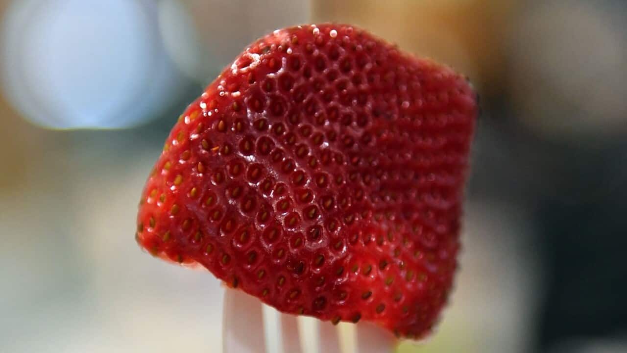 NSW joins other states in offering a reward to help catch the strawberry saboteur.