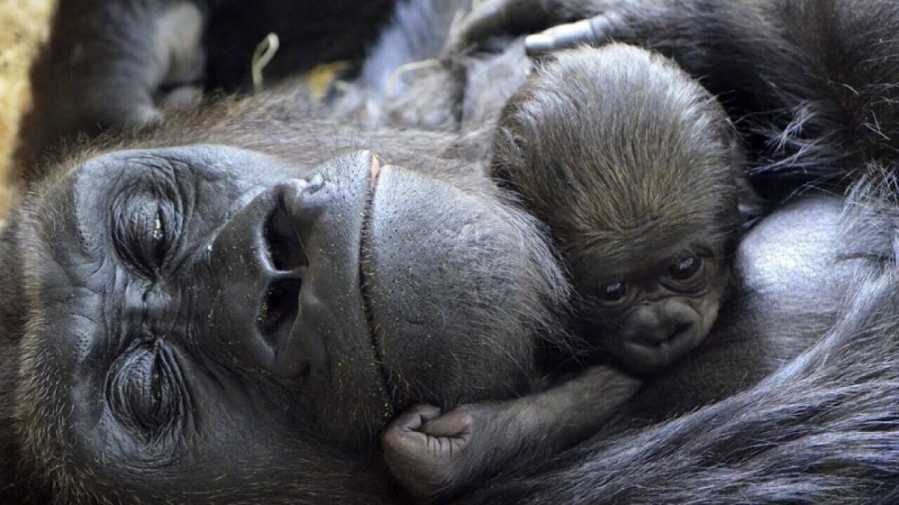 A newborn western lowland gorilla cuddles with its mother
