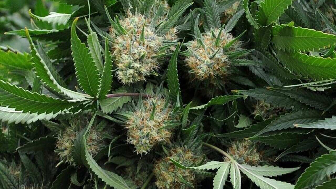 Cannabis plants