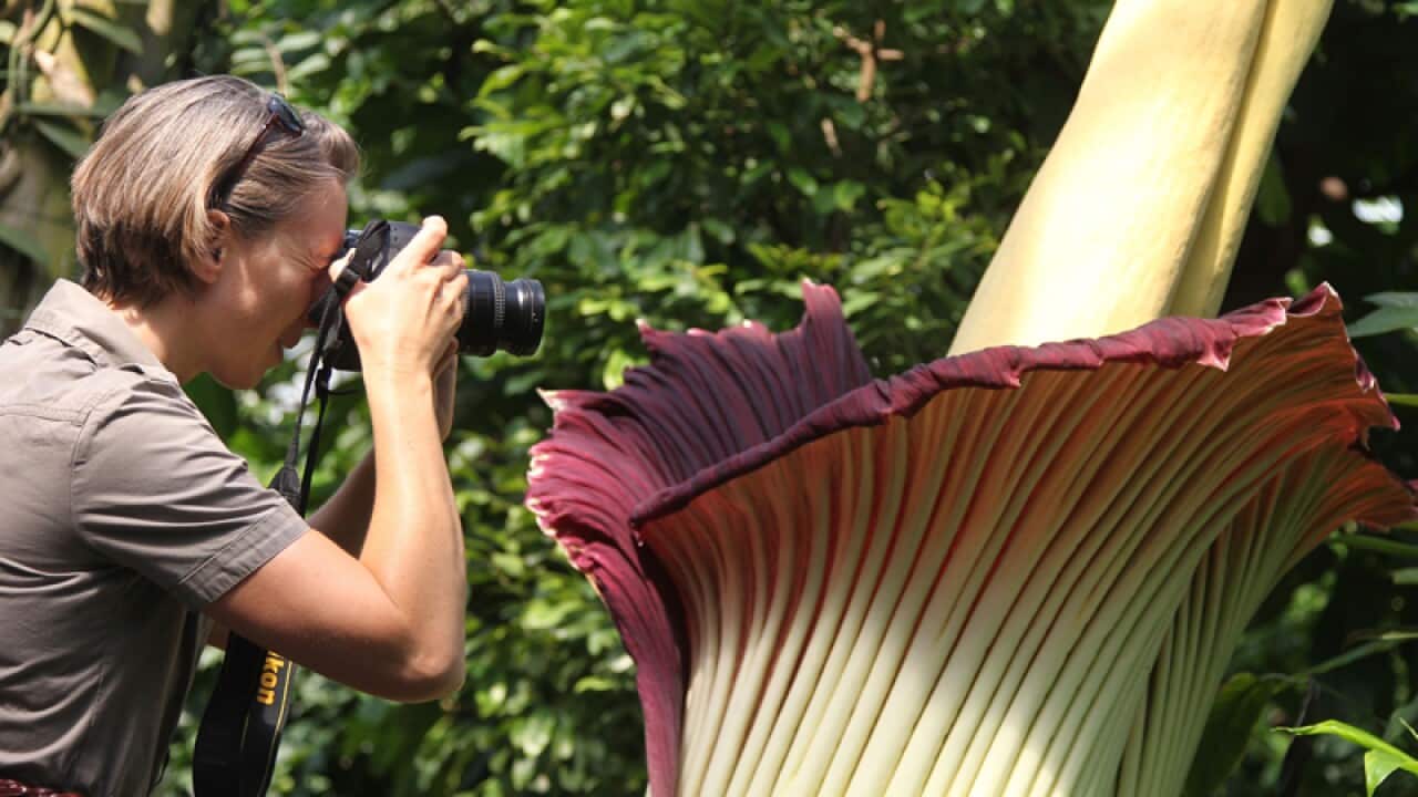 Giant 'corpse flower' blooms in US