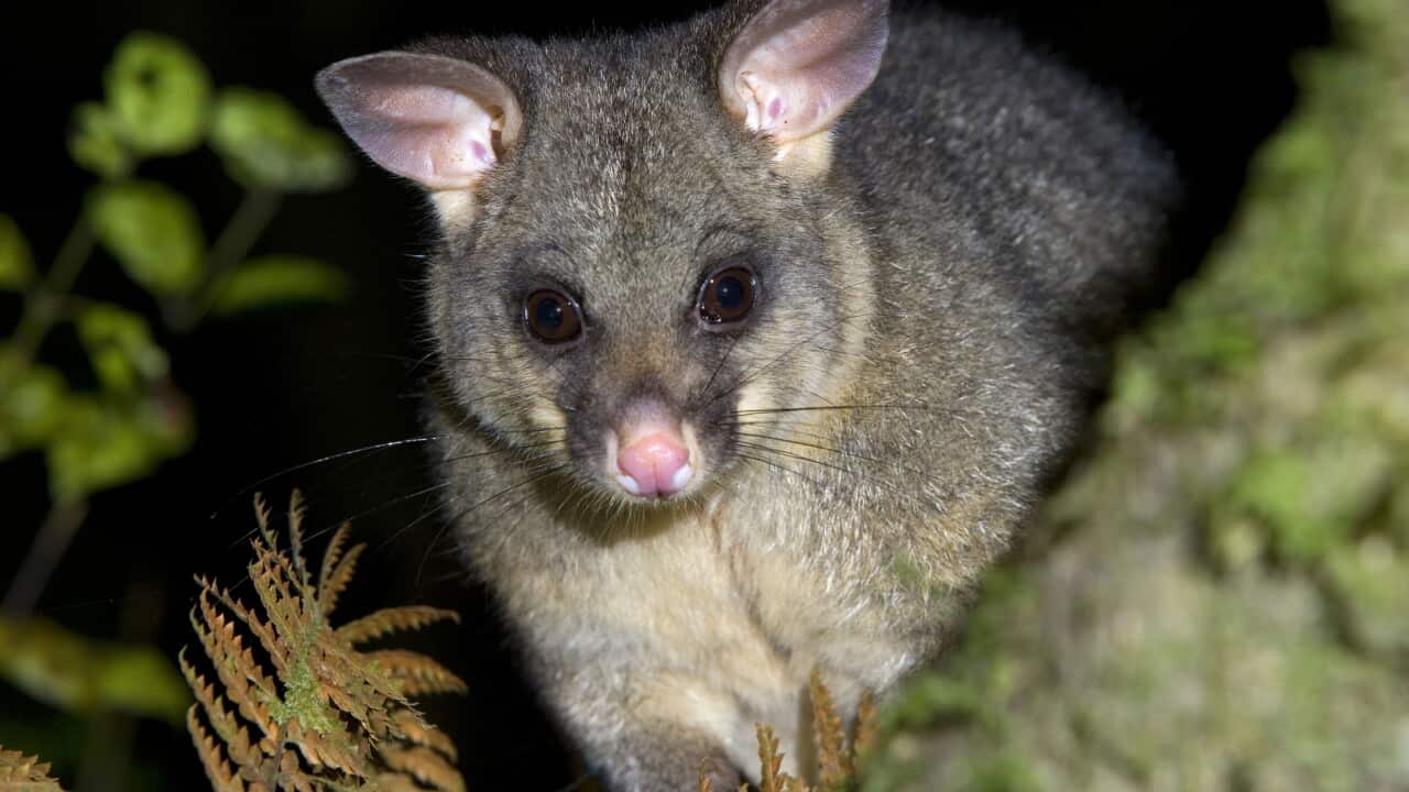 Brush-tail Possum - portrait of an adult individual