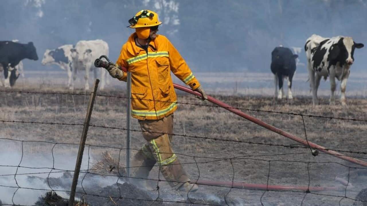 A firefighter holds a hose in front of a paddock with cows in Cobden.