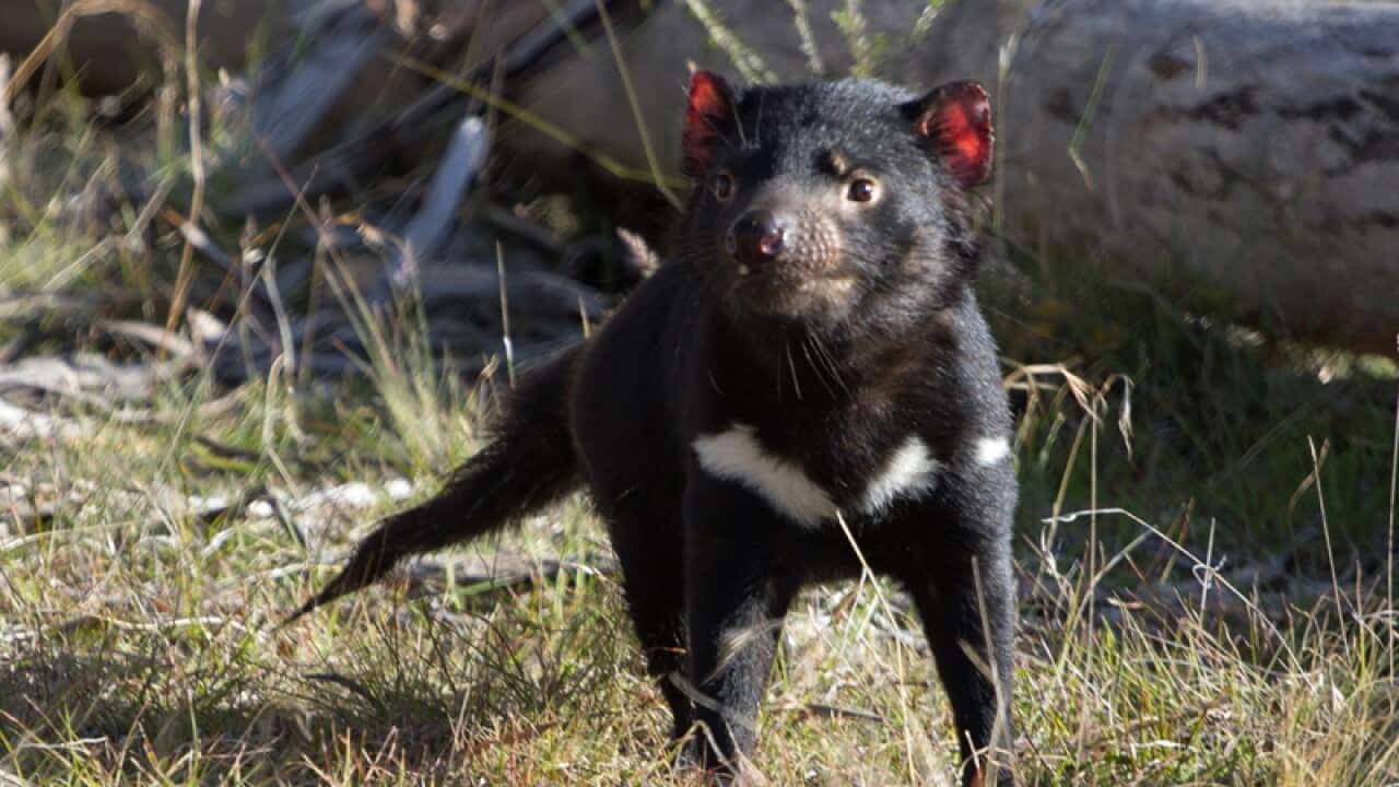 A Tasmanian devil after being released into the wild
