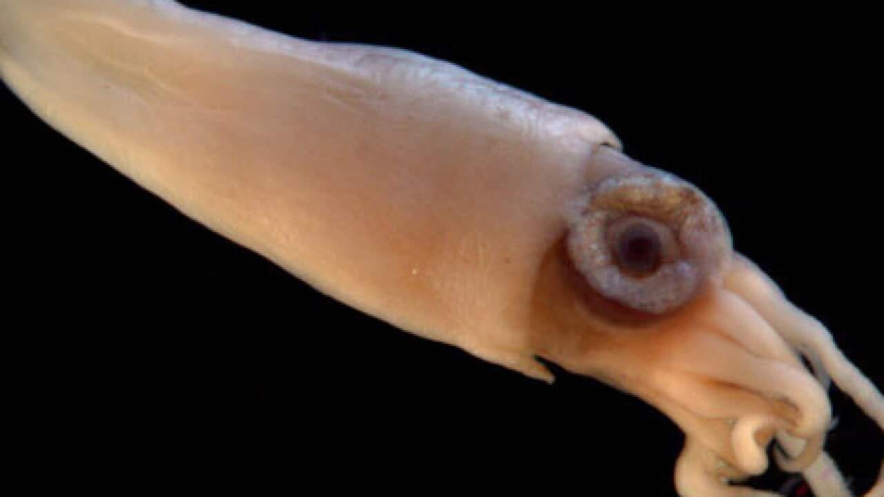 giant_squid_NZ_100203_B_EPA_502435023