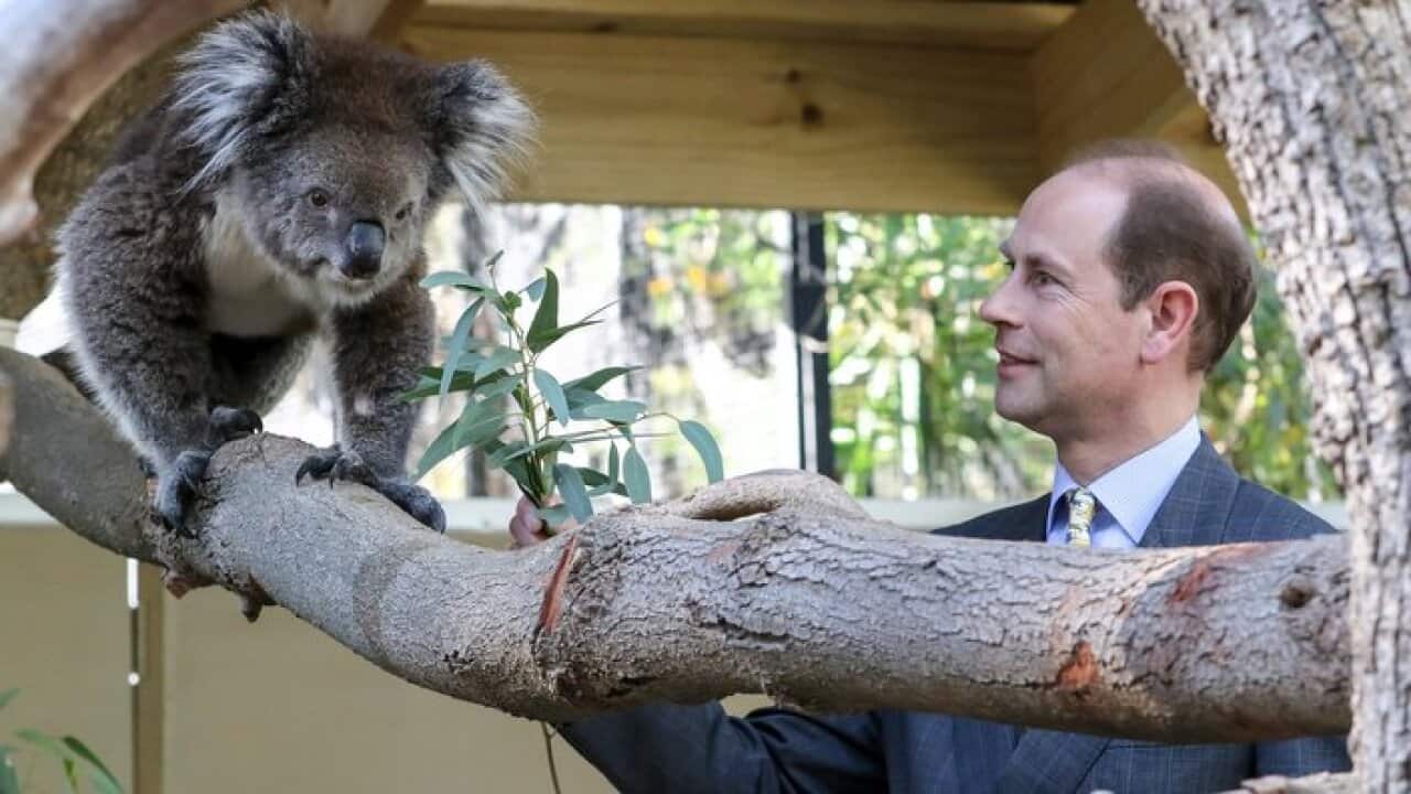 Prince Edward, the Earl of Wessex, meets Sophie the koala at the Adelaide Zoo
