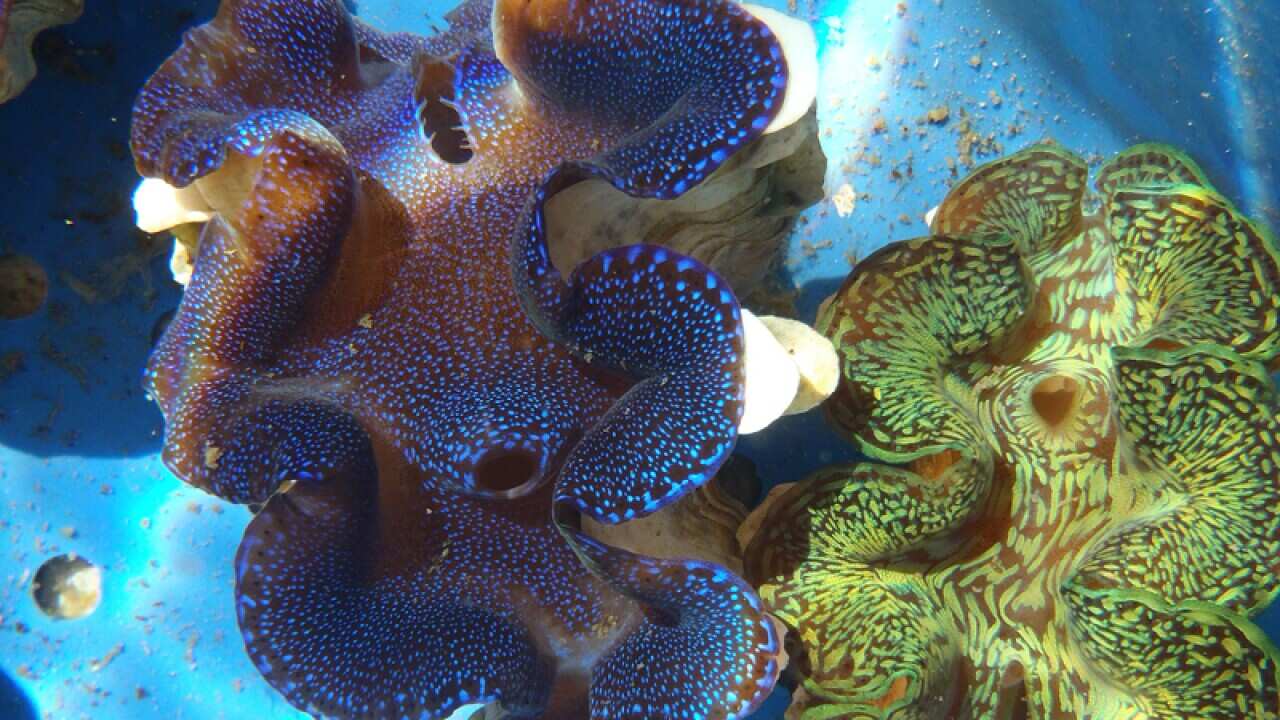 Giant Fluted Clams.