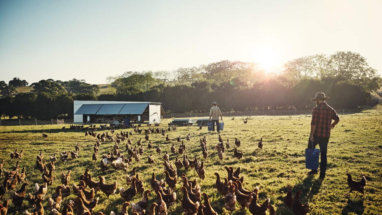 Free range farming is the only way to go