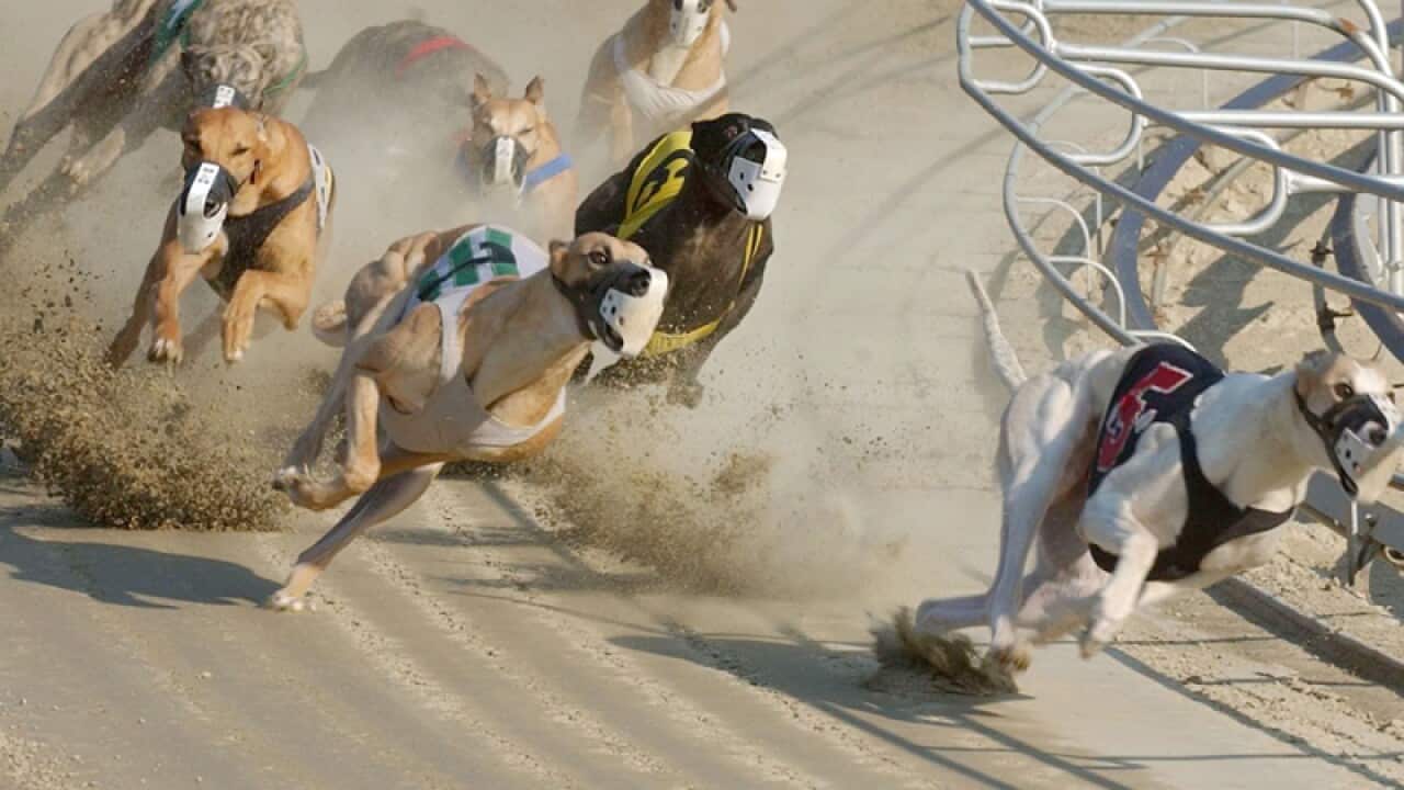 Greyhounds compete during a race in Revere, Mass.