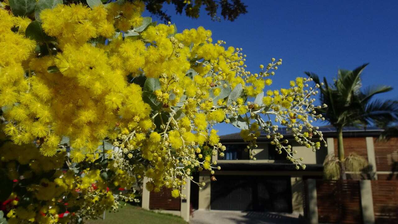 "Front yard Wattle (Winter flowering Acacia podalyriifolia" by Tatters ✾ is licensed under CC BY-SA 2.0