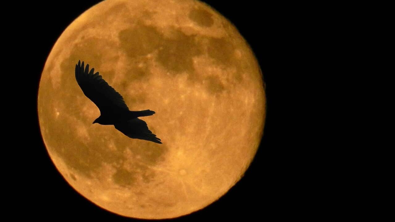 a bird silhouette on the backdrop of the moon