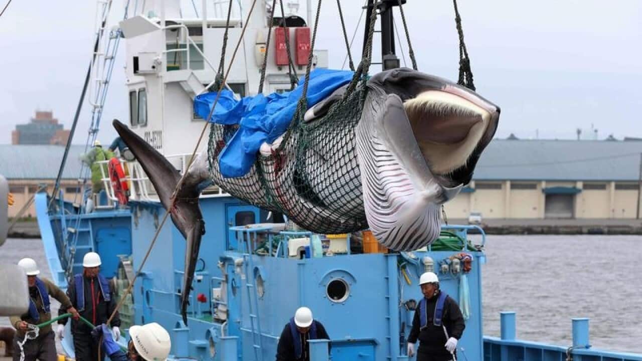 A minke whale is lifted off a Japanese whaling boat