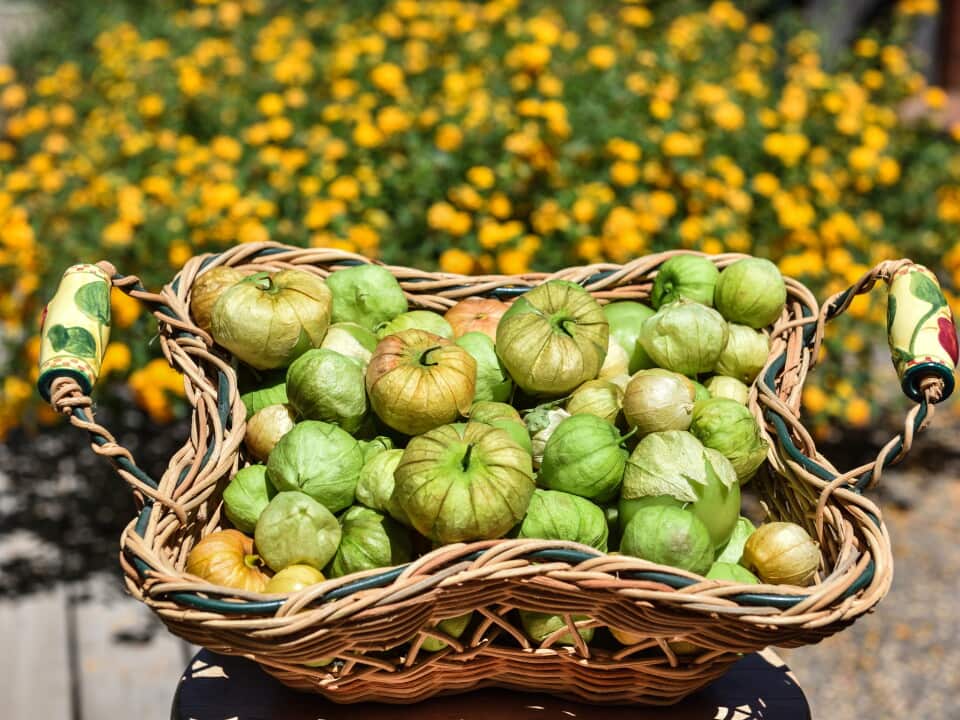 Basket of freshly harvested tomatillos from the garden