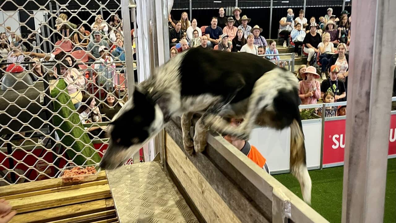 The winning Rufftracks dog completes a jump (SBS).jpg