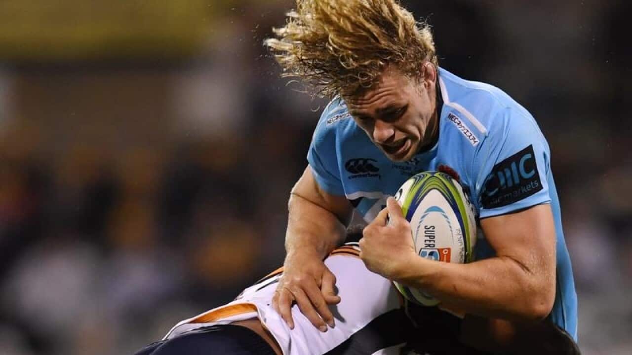 Brumbies.