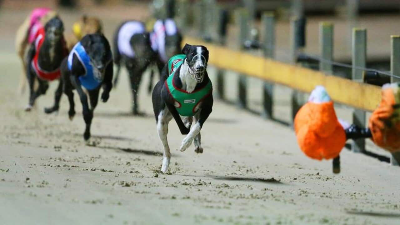 Greyhound dogs race at the Wentworth Park.