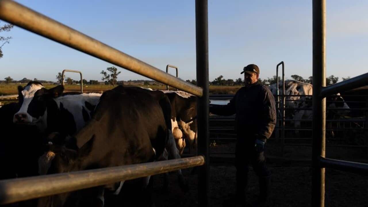 Dairy farmer Colin Godden herds the cattle during milking.