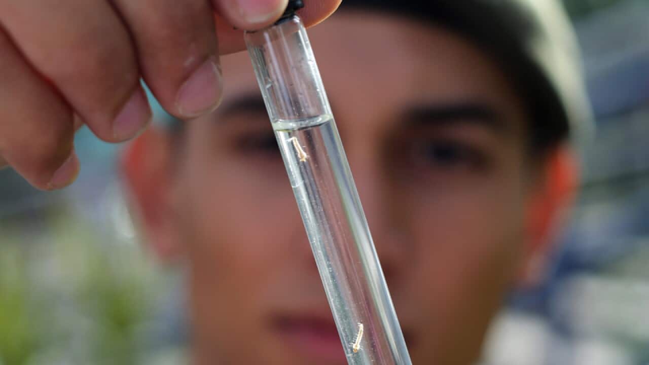 An Army soldier shows Aedes aegypti larvae in Brazil