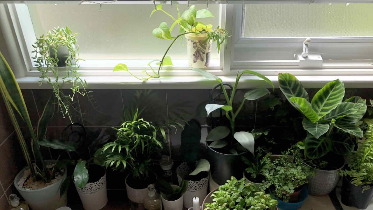 Growing plants and herbs in the bathroom