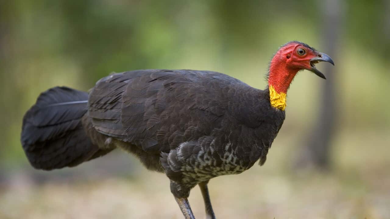 Australian Brush Turkey - adult on the floor of