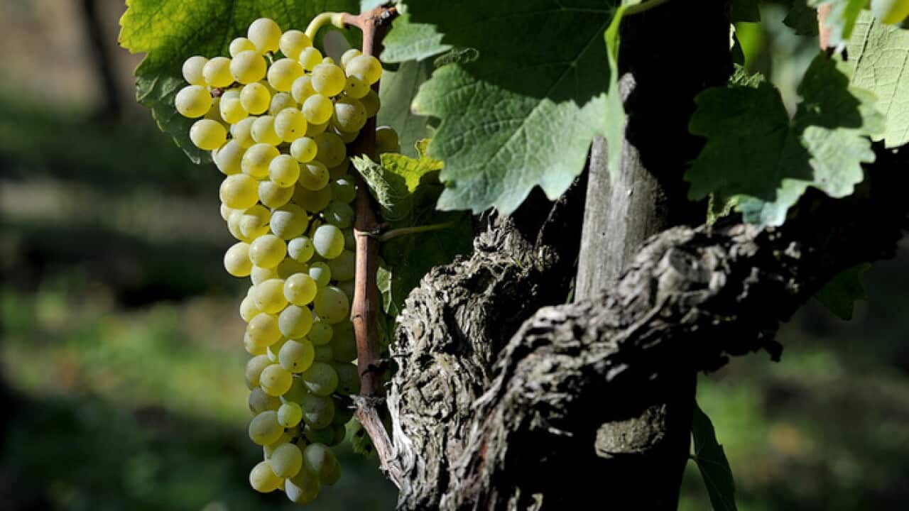 Falanghina vines