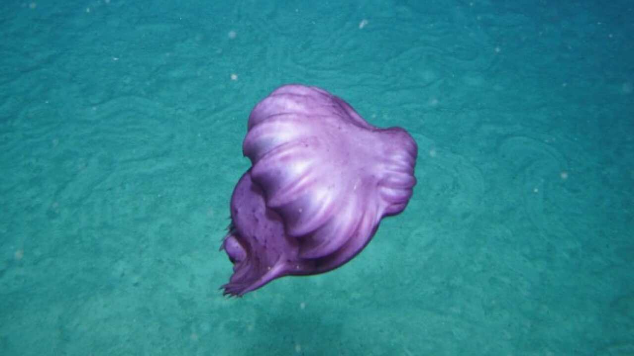 Un pepino de mar morado flota justo sobre el fondo del mar. CSIRO_Frederique Olivier.png