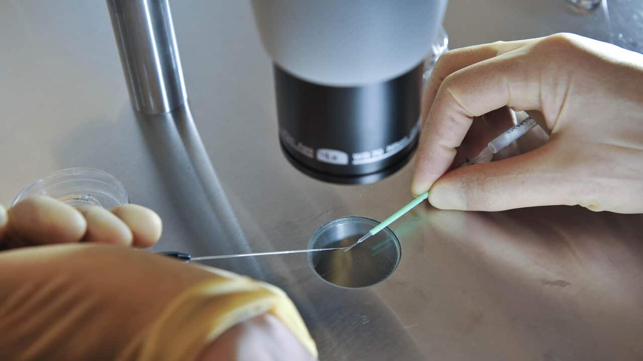 Embryos being placed onto a CryoLeaf ready for instant freezing using the vitrification process.