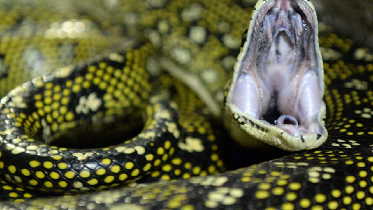 A python in Sydney