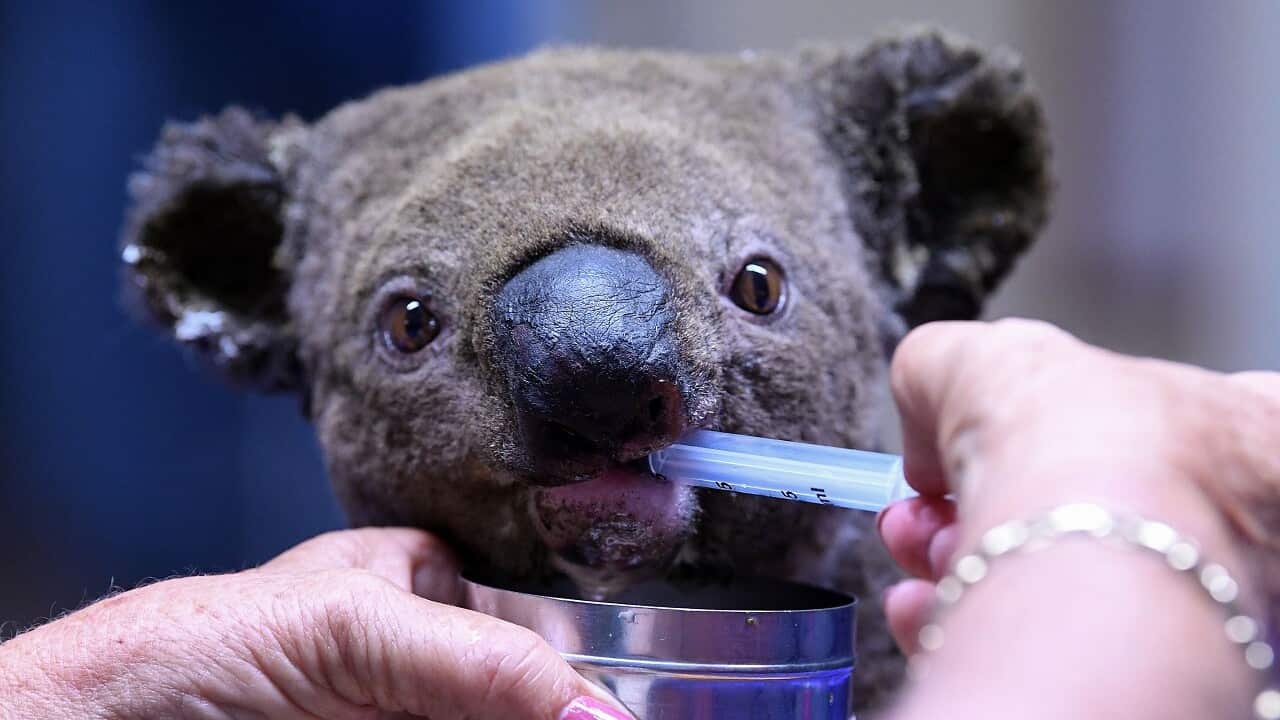 A dehydrated and injured Koala receives treatment at the Port Macquarie Koala Hospital.