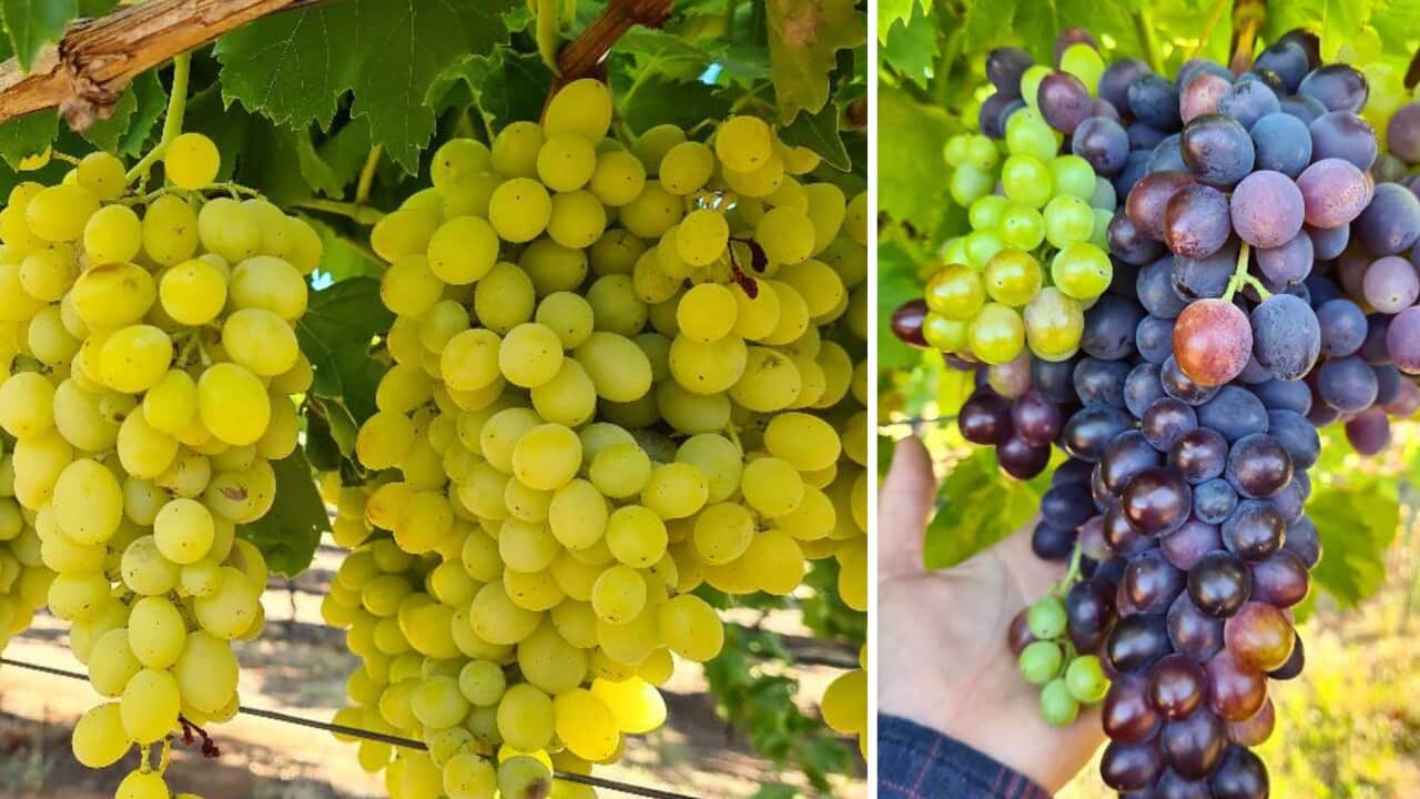 ready to be harvested grapes