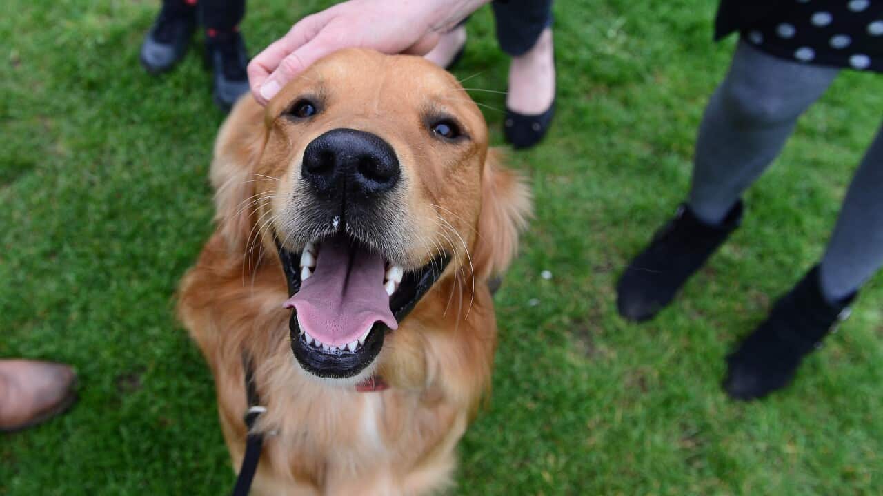 A golden retriever being patted on the head