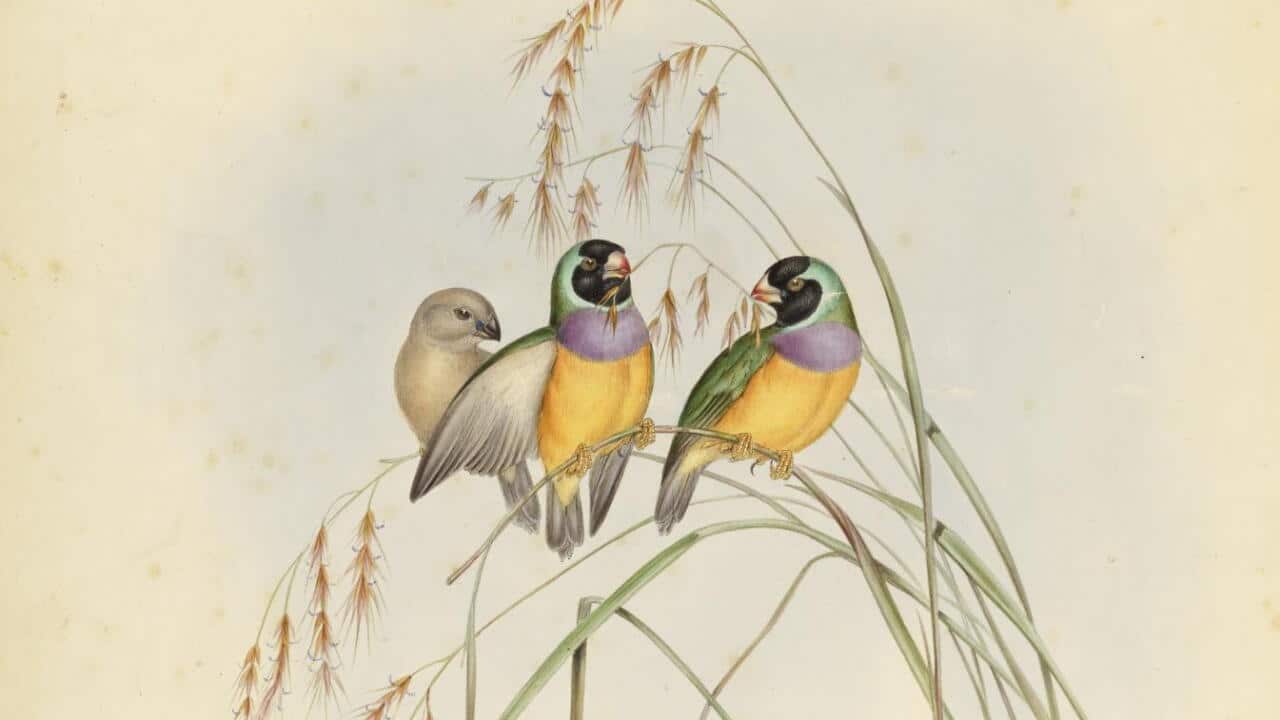 Gould Birds of Australia