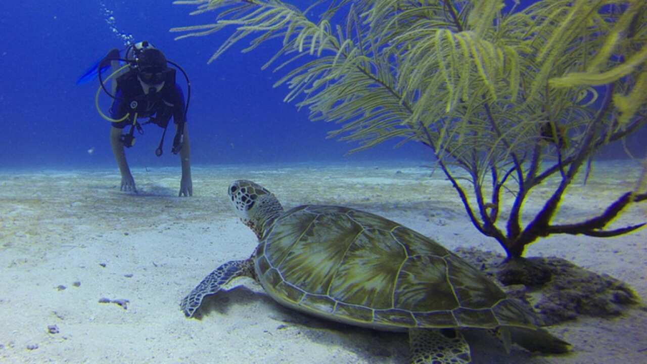 Extra $40 million in Great Barrier Reef funding in next month's budget