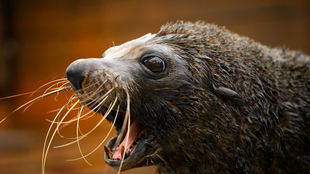 A long nosed seal with its mouth open