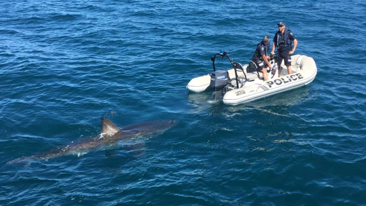South Australia Police followed by a great white shark.