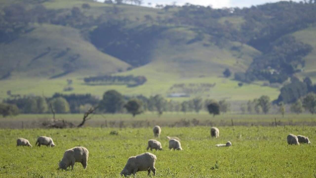 Sheep grazing in a paddock near Canberra.