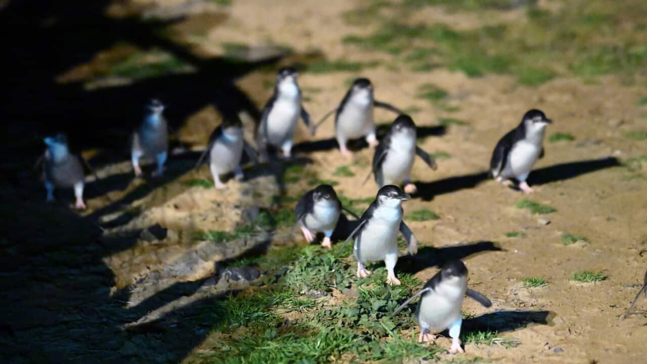 PENGUIN VACCINE PHILLIP ISLAND