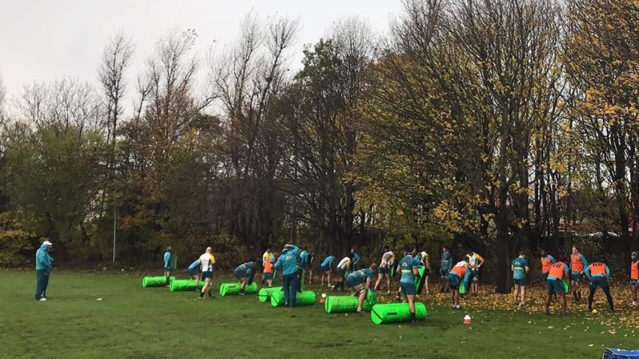 Wallabies