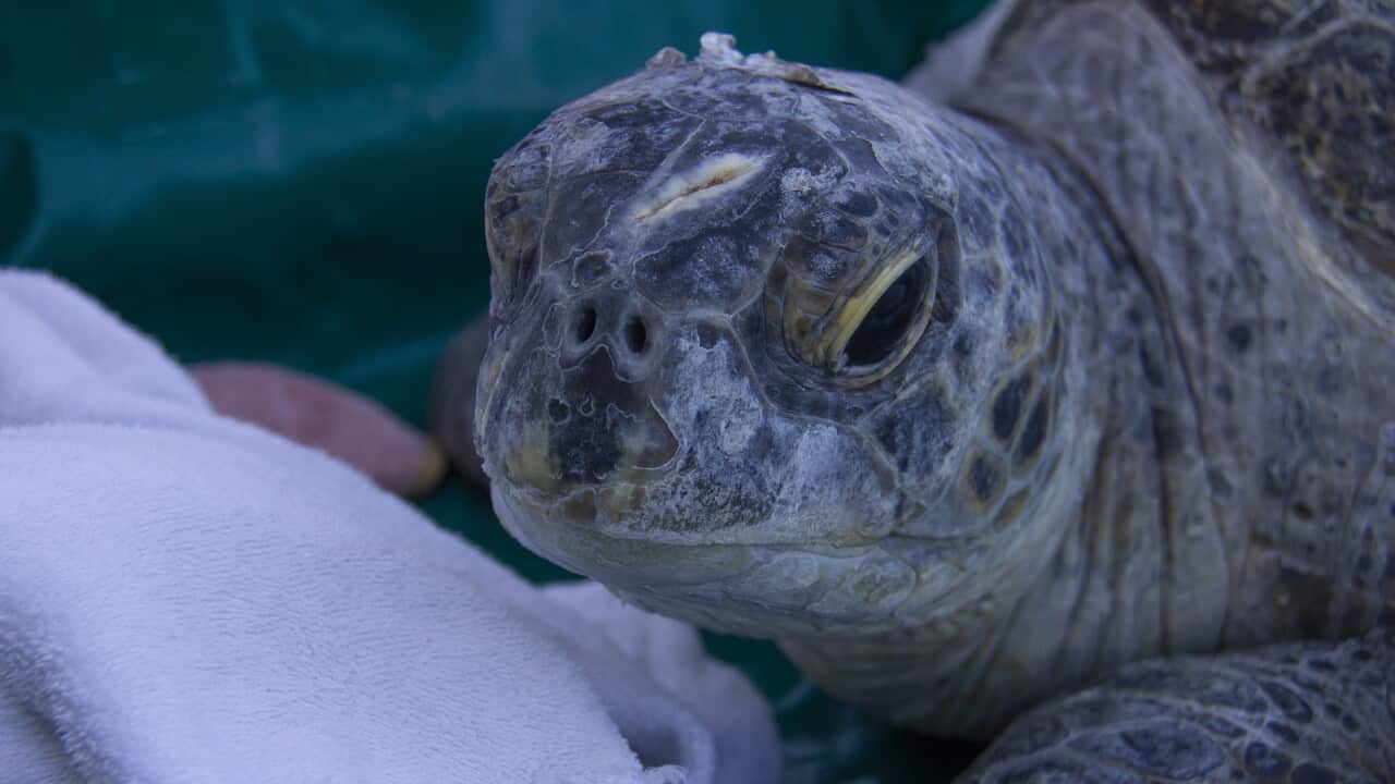 A green sea turtle before being released into Sydney Harbour