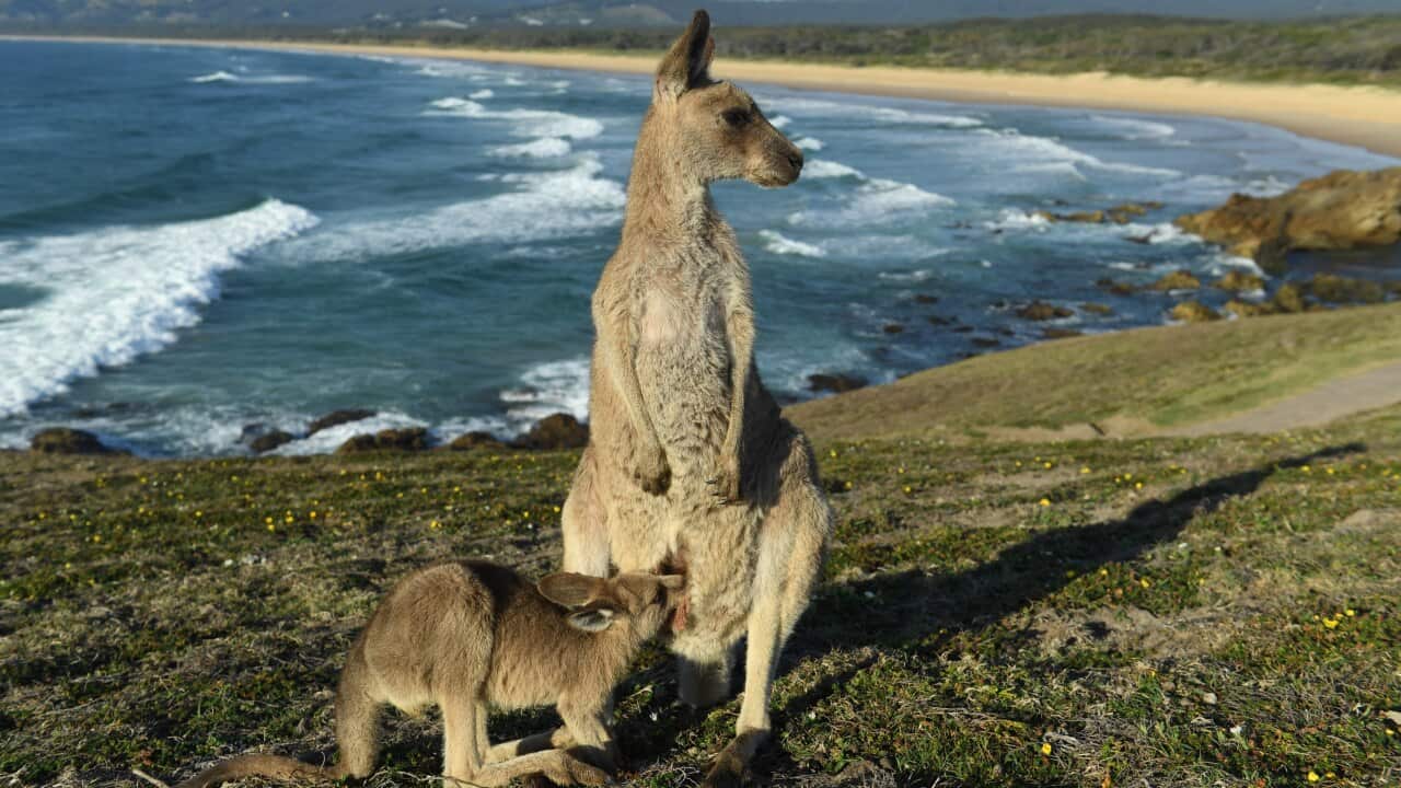 An eastern grey kangaroo joey feeds from its mother at sunrise on Look At Me Now Headland, north of Coffs Harbour, regional NSW.