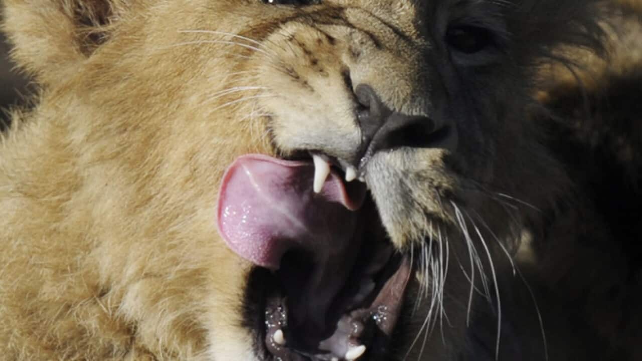 lion_epa_b_110120_676205415