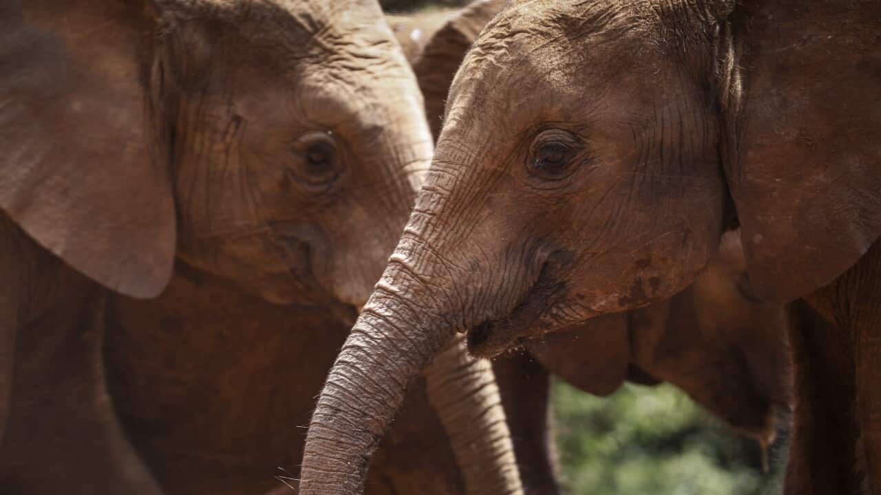 epaselect KENYA ELEPHANT ORPHANAGE
