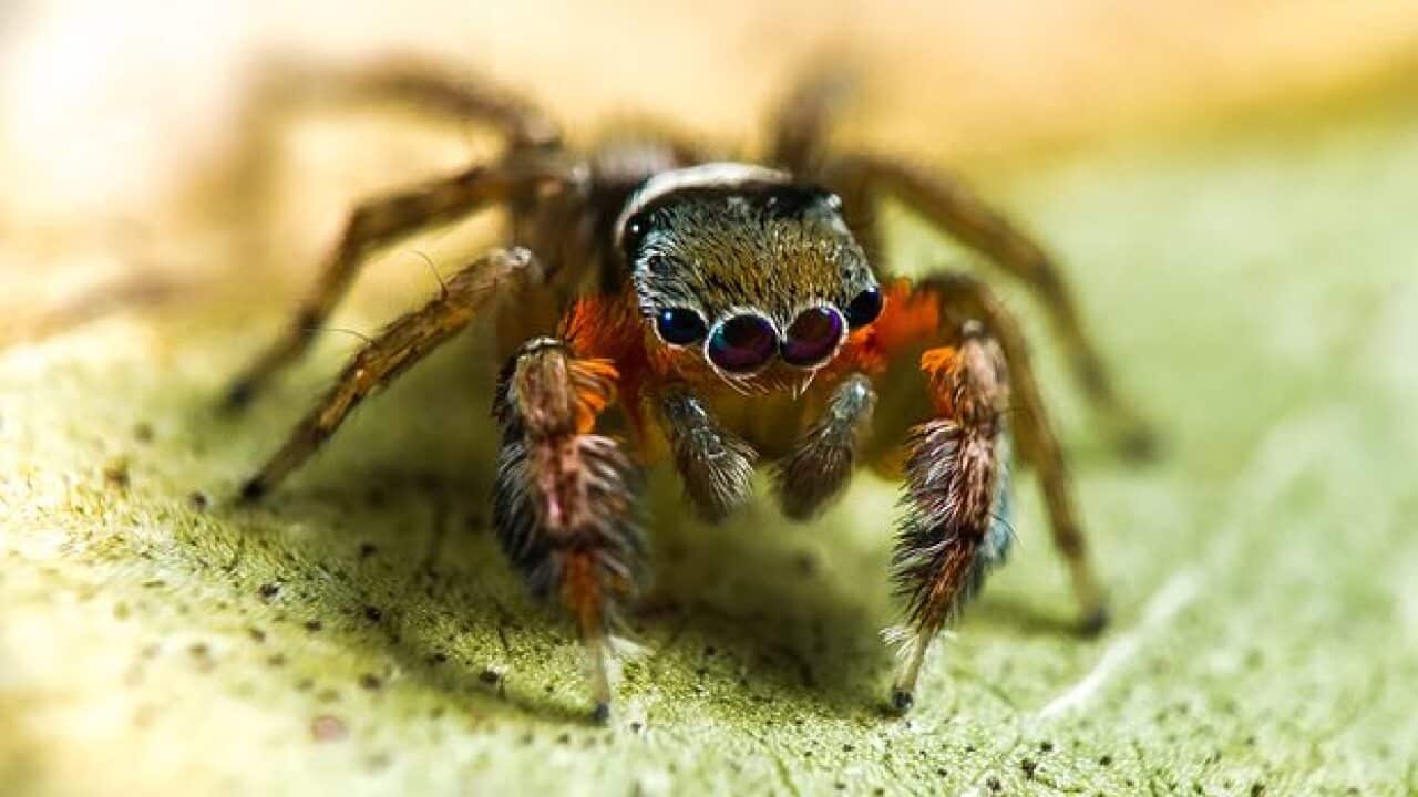 A new species of jumping spider