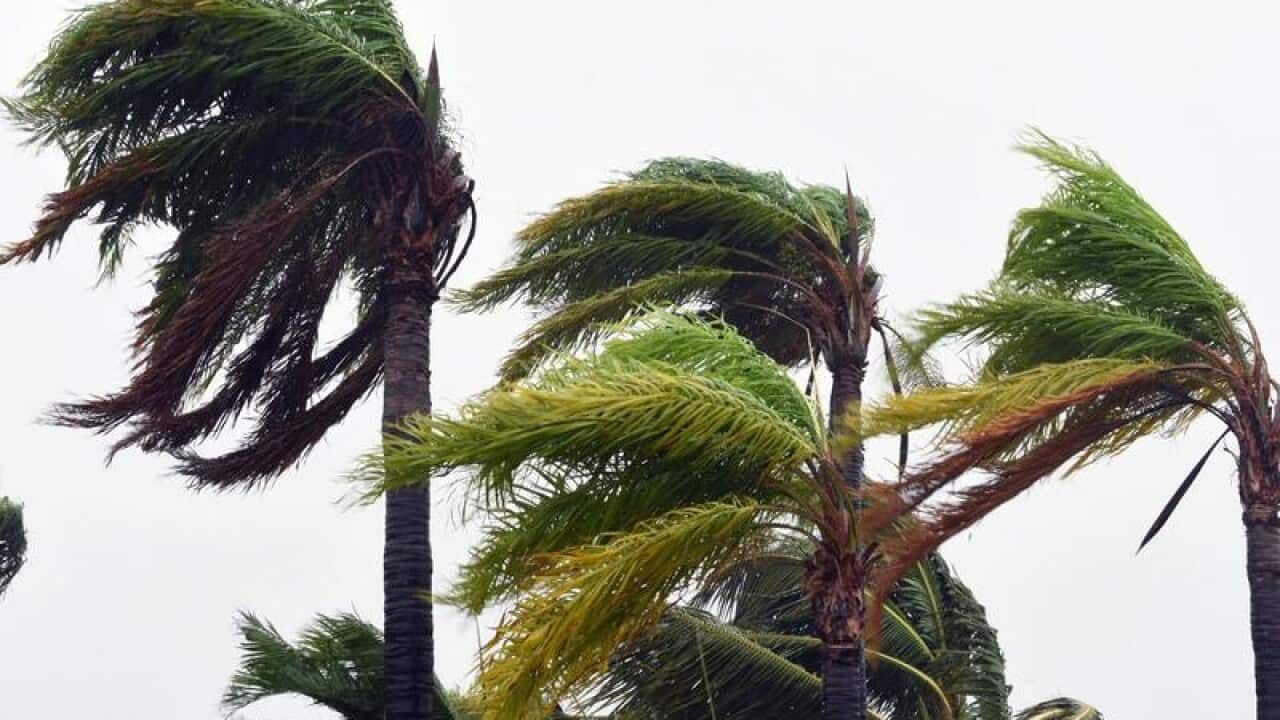 Strong winds lash trees.