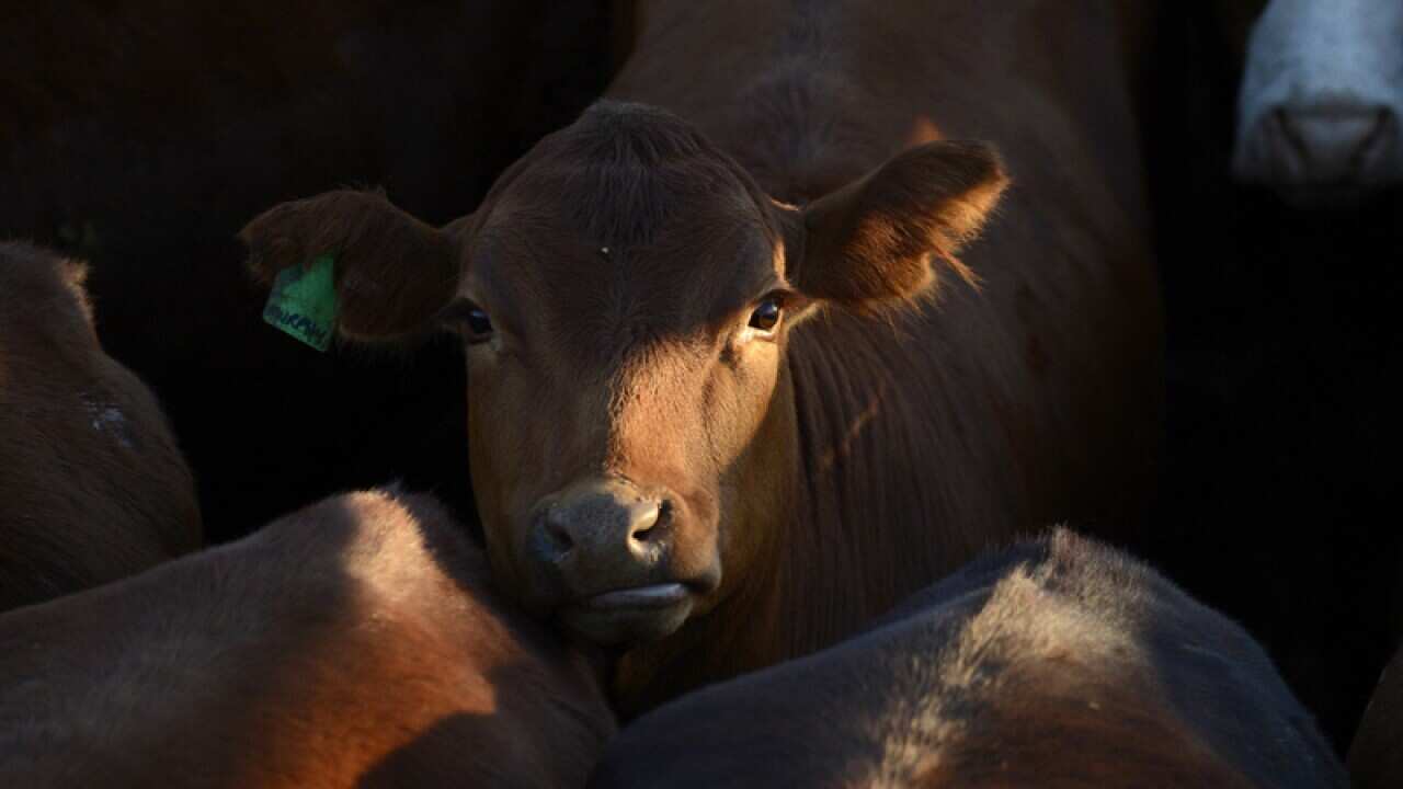 Cattle awaits auctioning at the cattle yards in Dalby, Brisbane