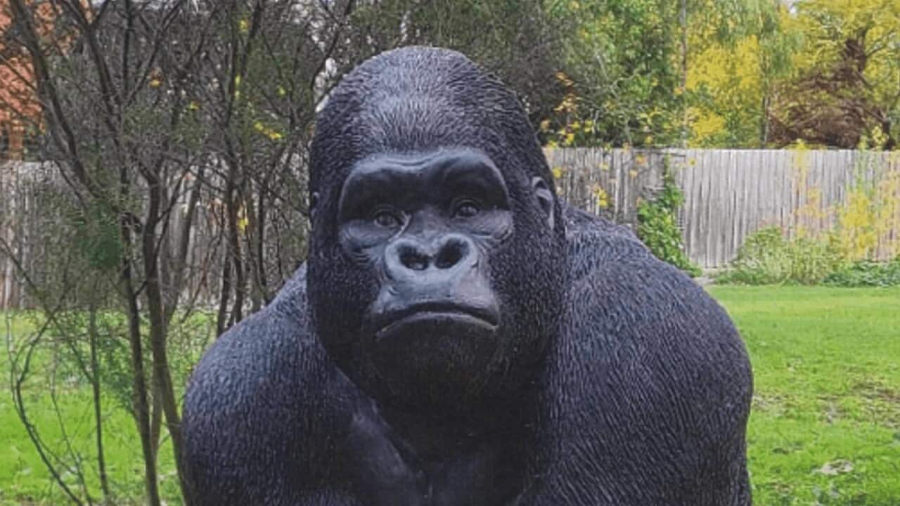 A giant gorilla statue.