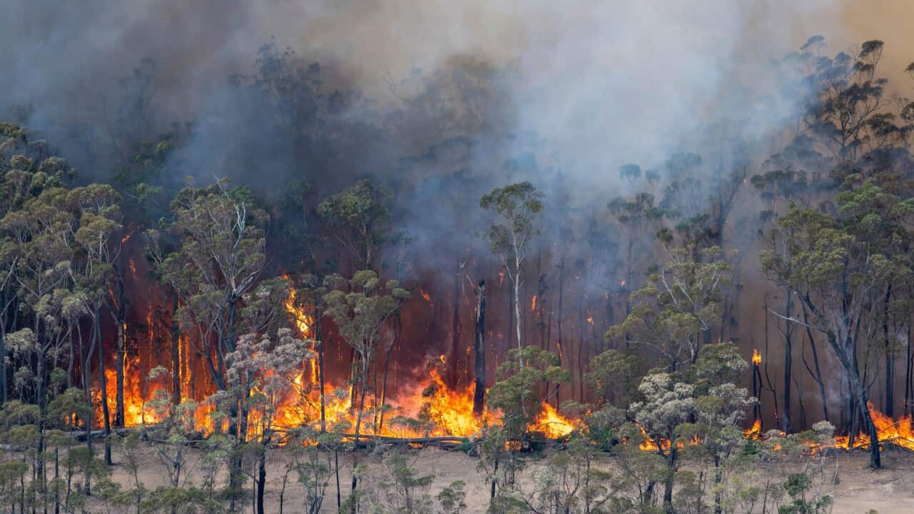 Wildfires in East Gippsland, Victoria.