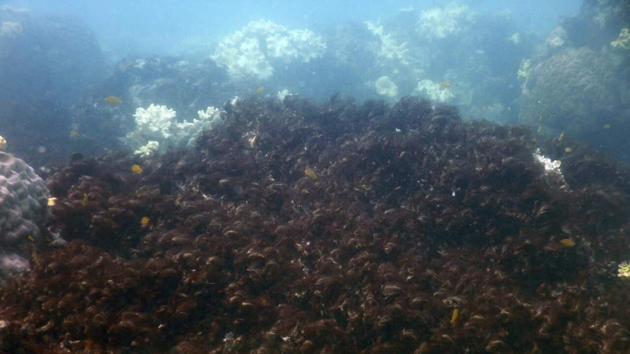Coral, reef, algae, barrier reef