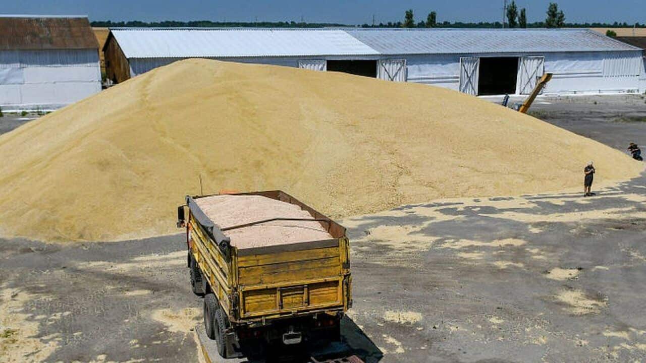 Harvest in Zaporizhzhia. Ukraine is a major exporter of grain to Africa and the Middle East.